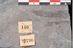 Foto (Detailansicht) von Sphenopteris obtusiloba Brongniart (NHMW-GEO-2024-0188-10796)